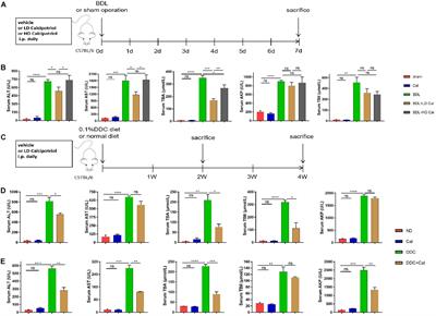 Calcipotriol Inhibits NLRP3 Signal Through YAP1 Activation to Alleviate Cholestatic Liver Injury and Fibrosis